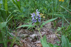 Prunella × intermedia