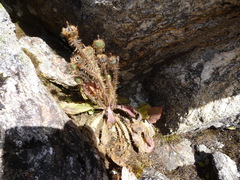 Meconopsis horridula