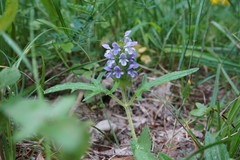 Prunella × intermedia