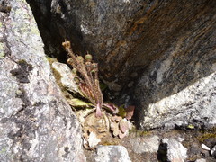 Meconopsis horridula