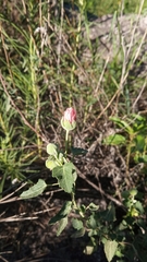Pavonia revoluta