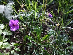 Geranium ruprechtii