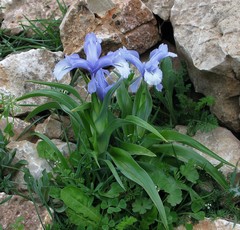 Iris aucheri