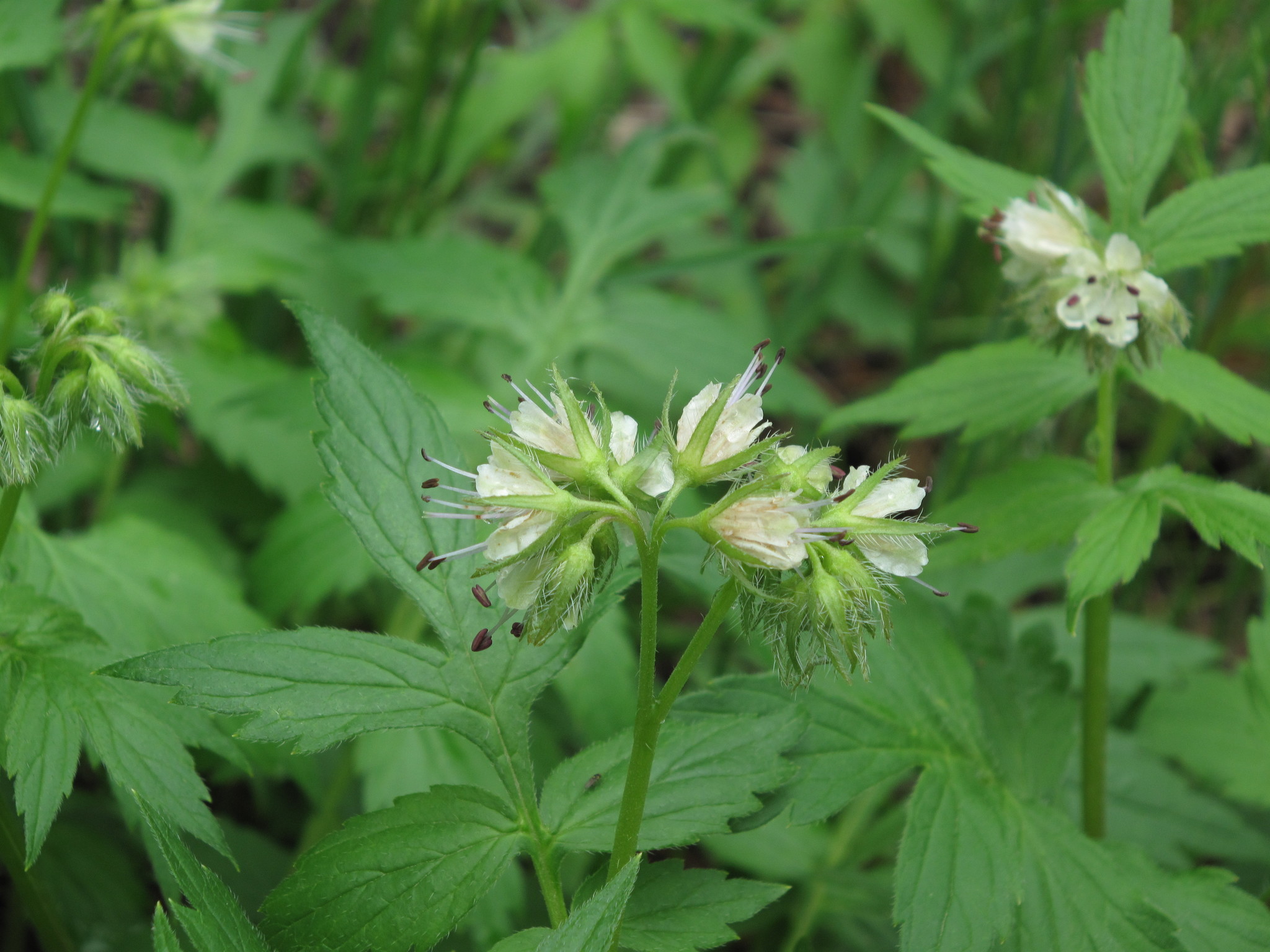 Hydrophyllum fendleri