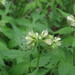 Hydrophyllum fendleri - Photo (c) Carol Jacobs-Carre, algunos derechos reservados (CC BY-NC-ND)