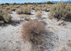 Eriogonum nummulare