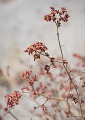 Eriogonum nummulare