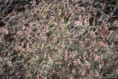 Eriogonum nummulare