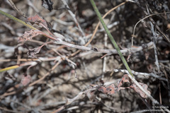 Eriogonum nummulare