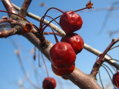 Malus