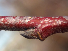 Malus
