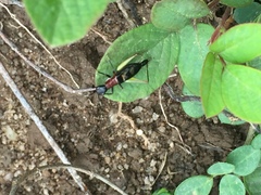 Cranistus colliurides