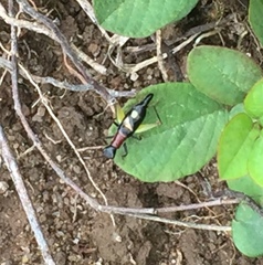 Cranistus colliurides