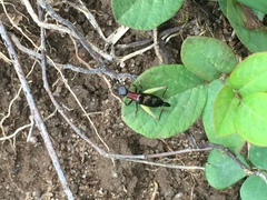 Cranistus colliurides