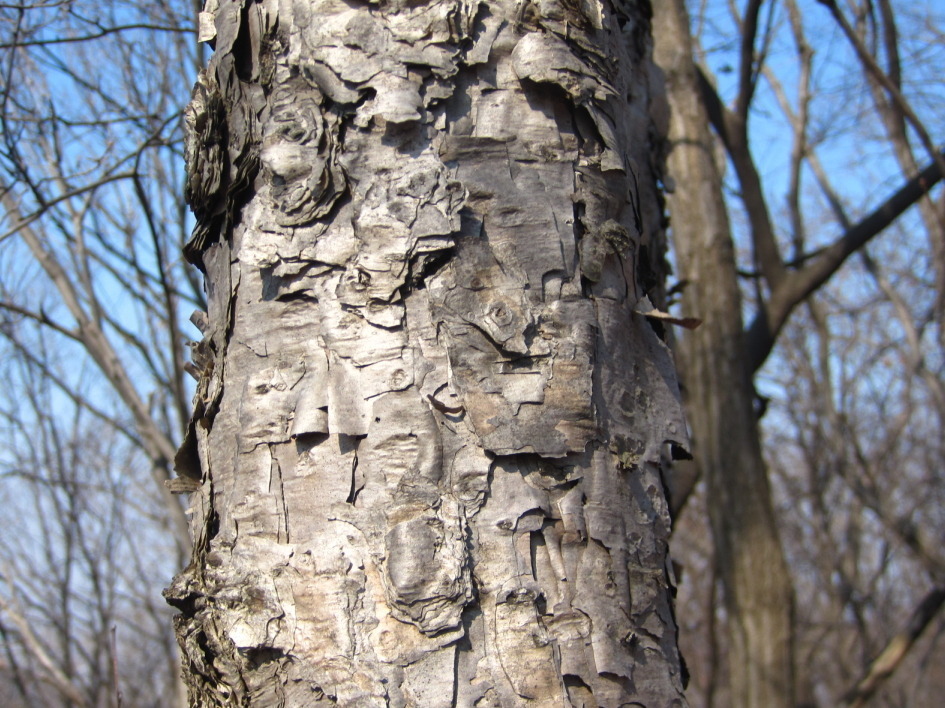 Dahurian Birch from 대한민국 충청남도 천안시 동남구 on February 15, 2014 by onidiras ...