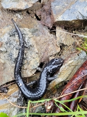 Aneides klamathensis