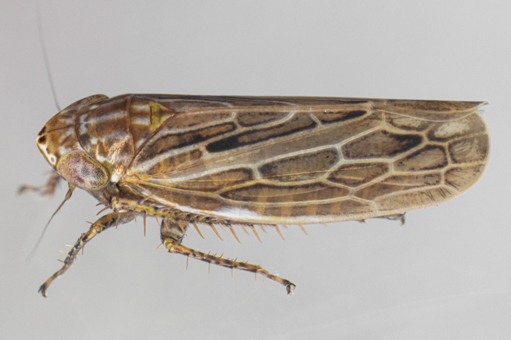 Amplicephalus osborni