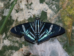 Elbella