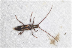 Coptocercus rubripes