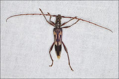 Coptocercus rubripes