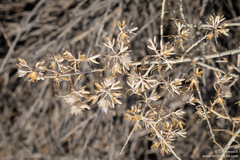 Tetradymia tetrameres