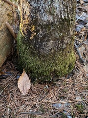 Rhynchostegium serrulatum