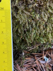 Rhynchostegium serrulatum