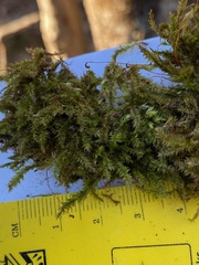 Rhynchostegium serrulatum