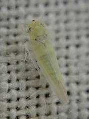 Zygina nivea