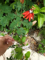 Passiflora miniata image