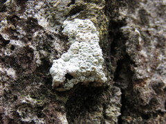 Ocellularia