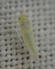 Zygina nivea