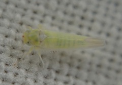 Zygina nivea