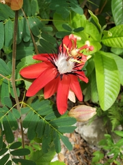 Coccinea