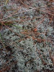 Cladonia arbuscula mitis