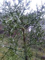 Colletia