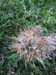 Austrocylindropuntia subulata