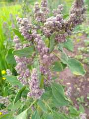 Chenopodium quinoa