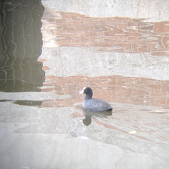 Fulica atra