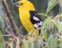 Pheucticus chrysogaster
