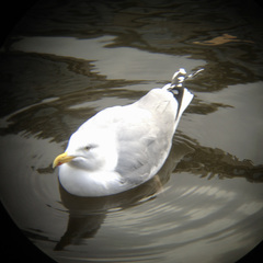 Larus argentatus