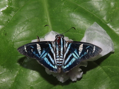Elbella