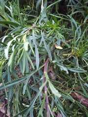 Senecio rudbeckiifolius