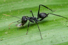 Gigantiops destructor