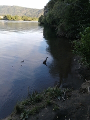 Nycticorax nycticorax obscurus