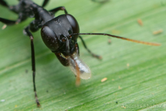 Gigantiops destructor