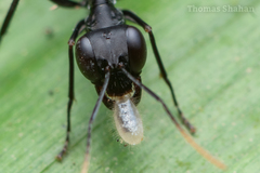 Gigantiops destructor