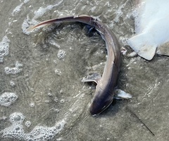 Mustelus