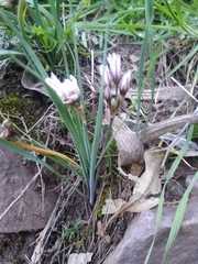Nothoscordum andicola