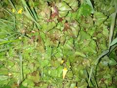 Erythranthe glabrata